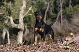 JAGDTERRIER ALLEMAND 066
